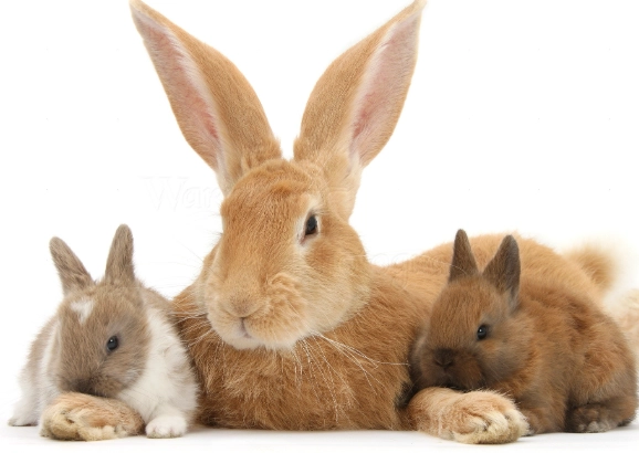 Flemish Giant rabbit care