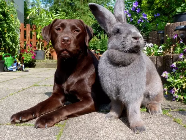 Flemish Giant rabbit care