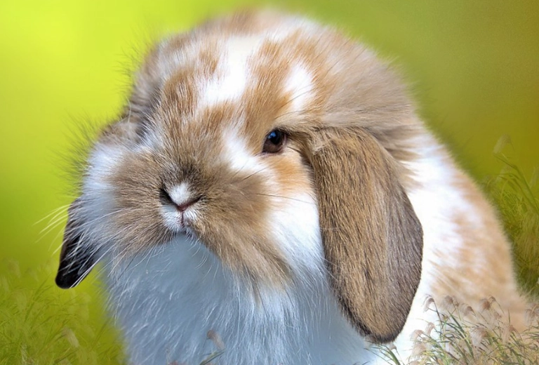 American Fuzzy Lop care