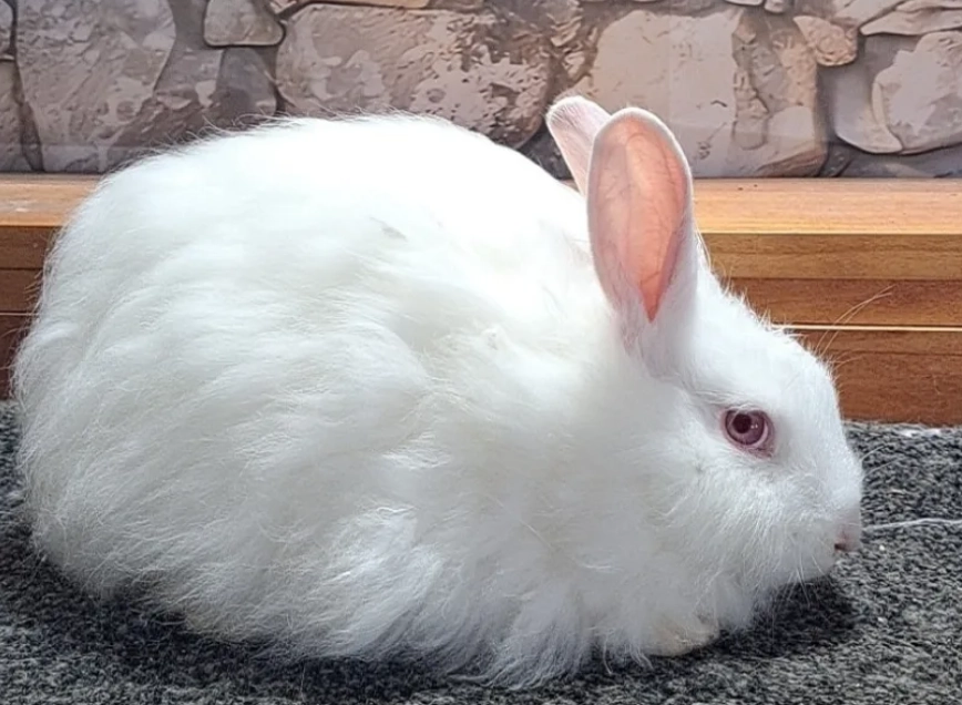 french angora rabbit