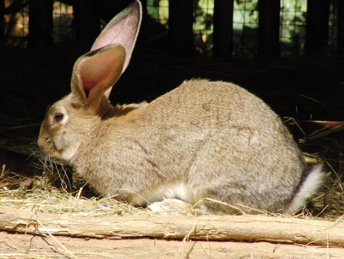 largest rabbit breed largest rabbit breed