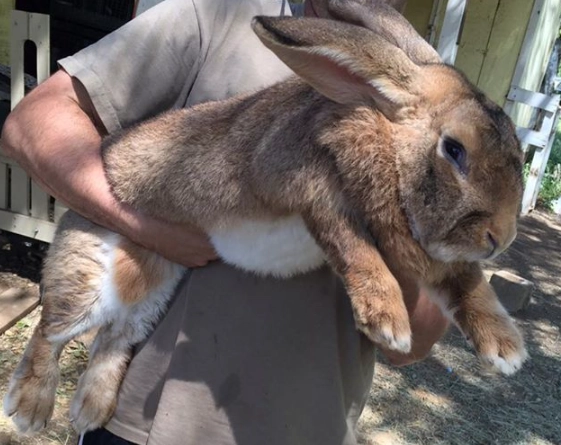 giant rabbit breeds