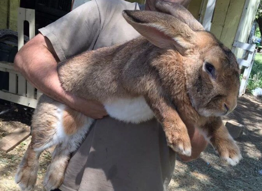 Flemish giant rabbit size