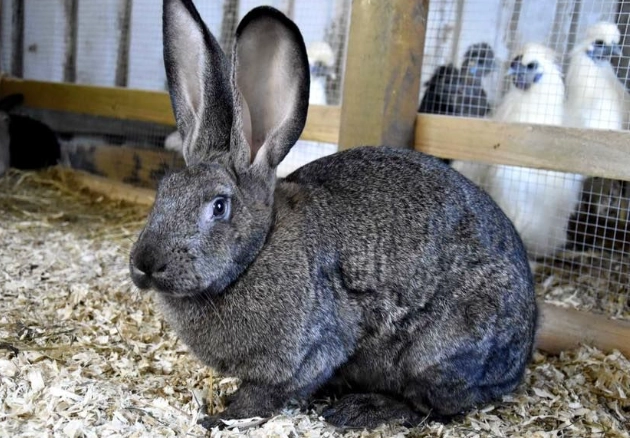 how big do Flemish Giants get how big do Flemish Giants get