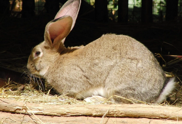 Flemish Giant weight chart Flemish Giant weight chart