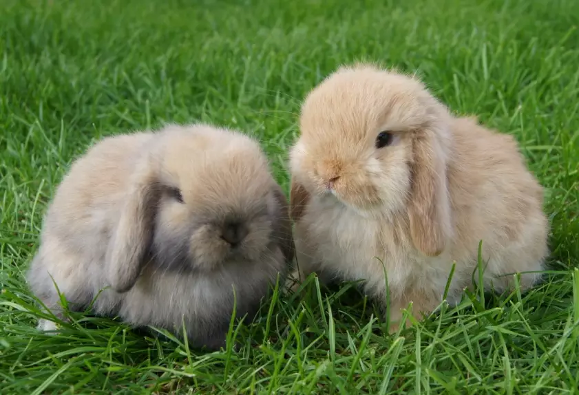 mini lop temperament