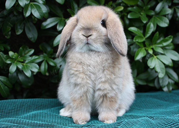 mini lop size
