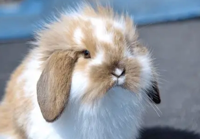 American Fuzzy Lop care