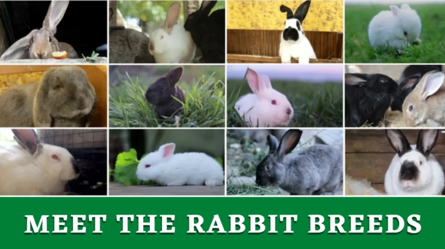 best pet rabbit breeds best pet rabbit breeds