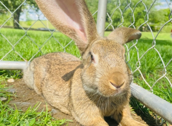 giant rabbit care disadvantages