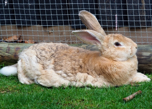 giant rabbit breeds