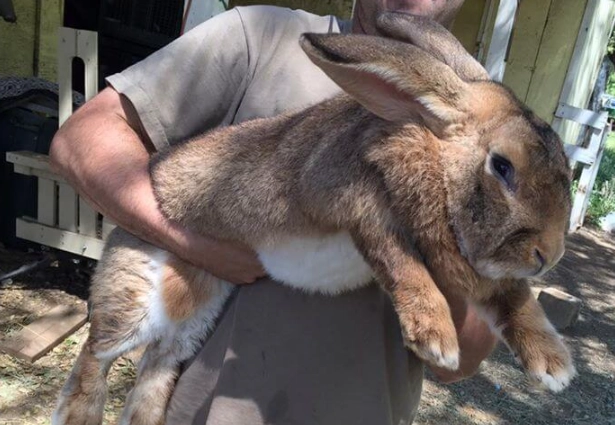 large rabbit breeds
