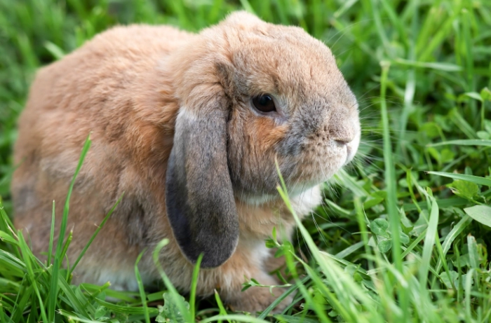 mini lop rabbit care
