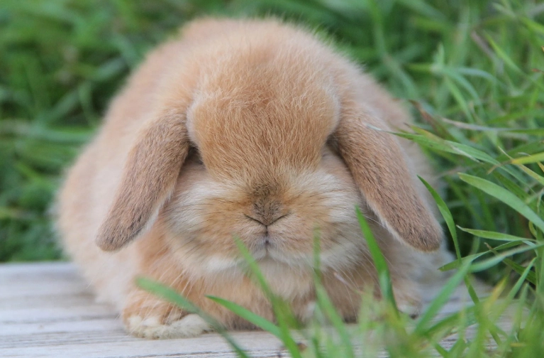 mini lop size