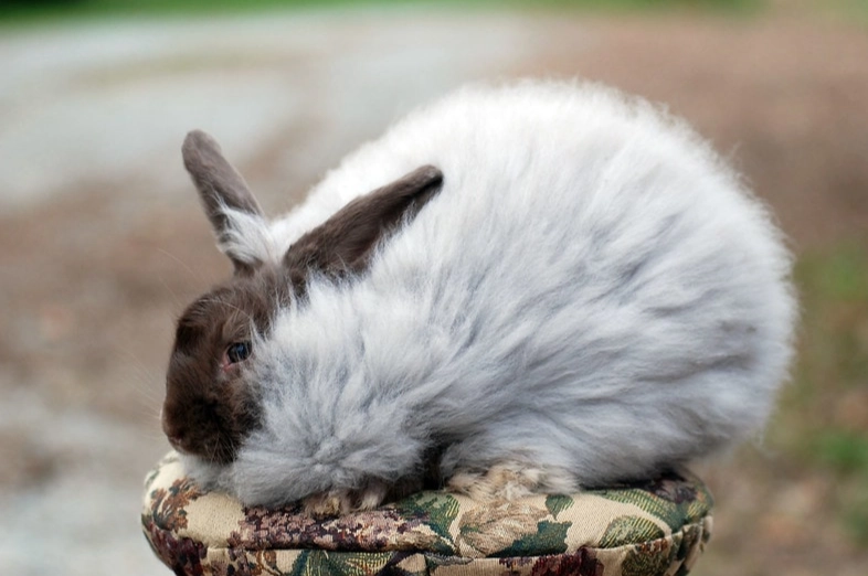 french angora rabbit