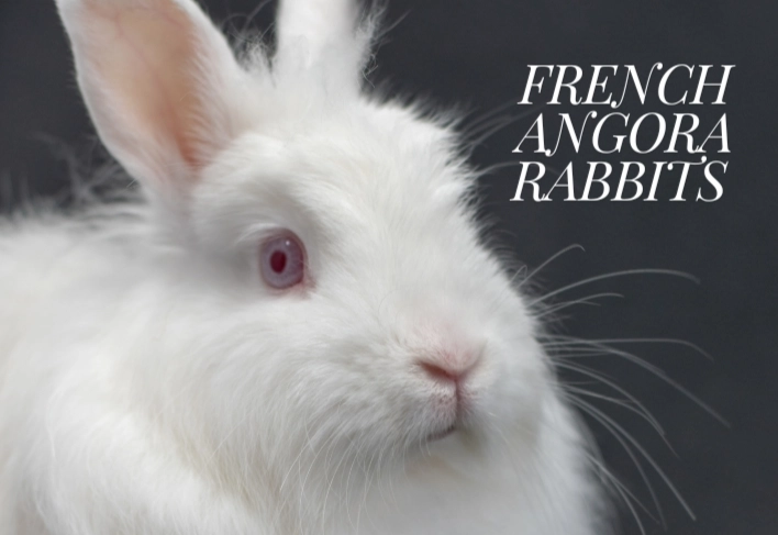 grooming angora rabbit