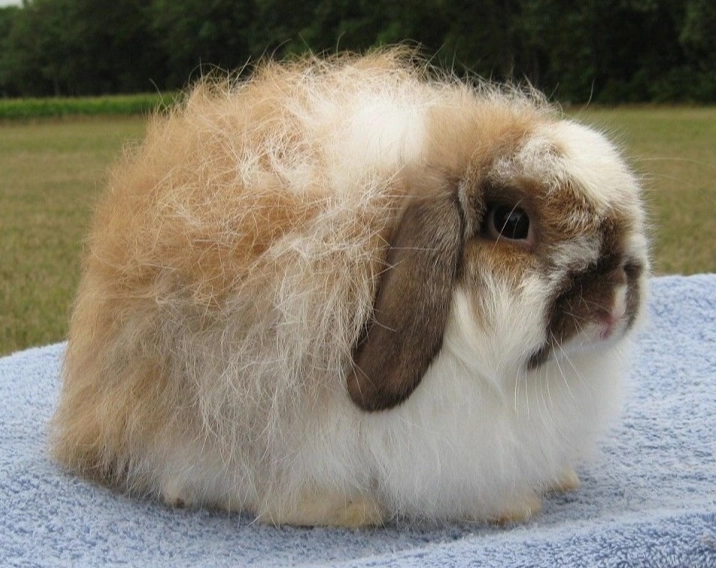 American Fuzzy Lop diet
