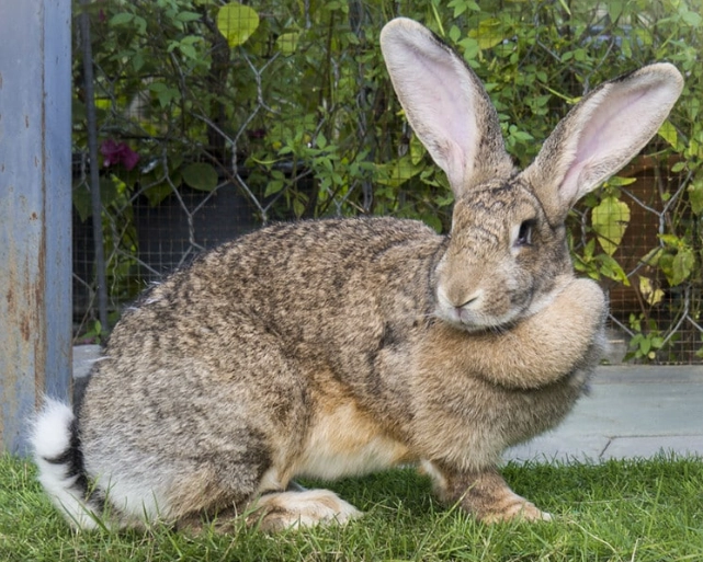 What are the disadvantages of Flemish giant rabbits?