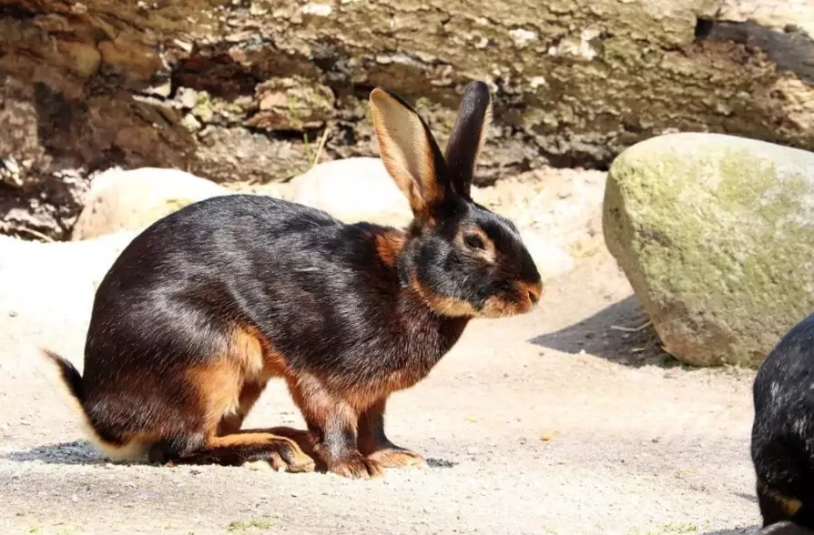 belgian hare care belgian hare care