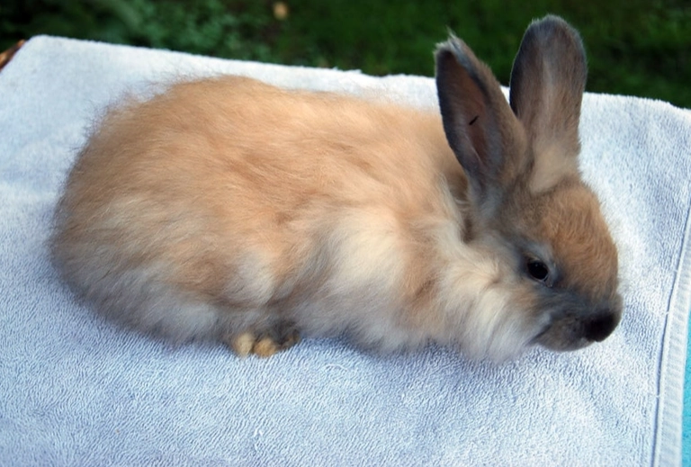 grooming angora rabbit