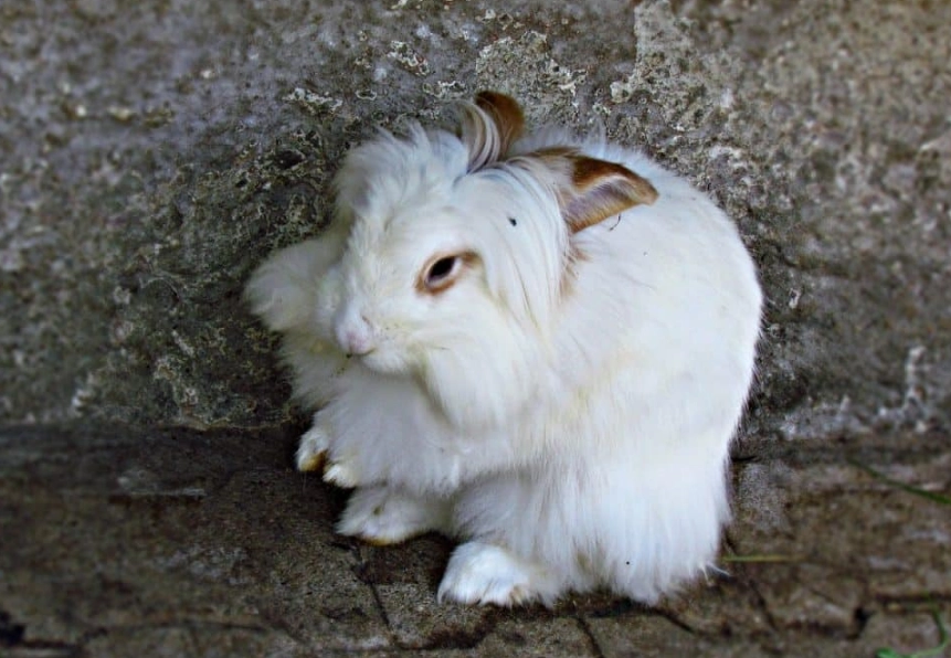 angora rabbit care