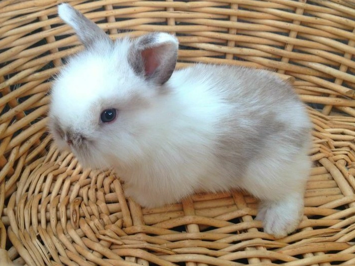 American Fuzzy Lop diet