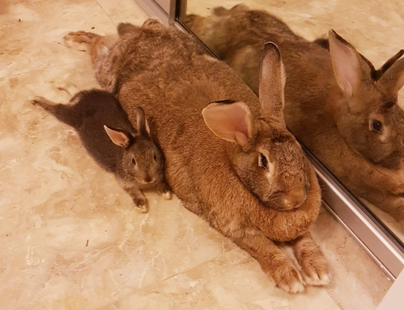Flemish Giant rabbit baby
