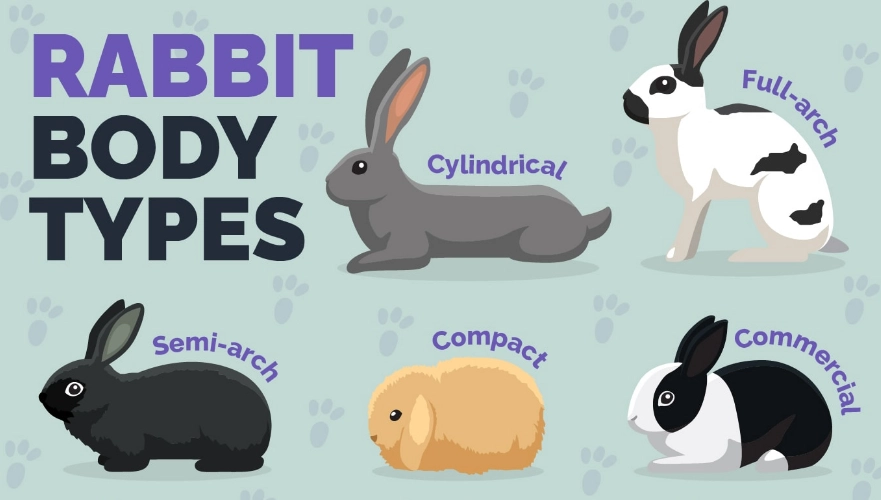rabbit breed comparison