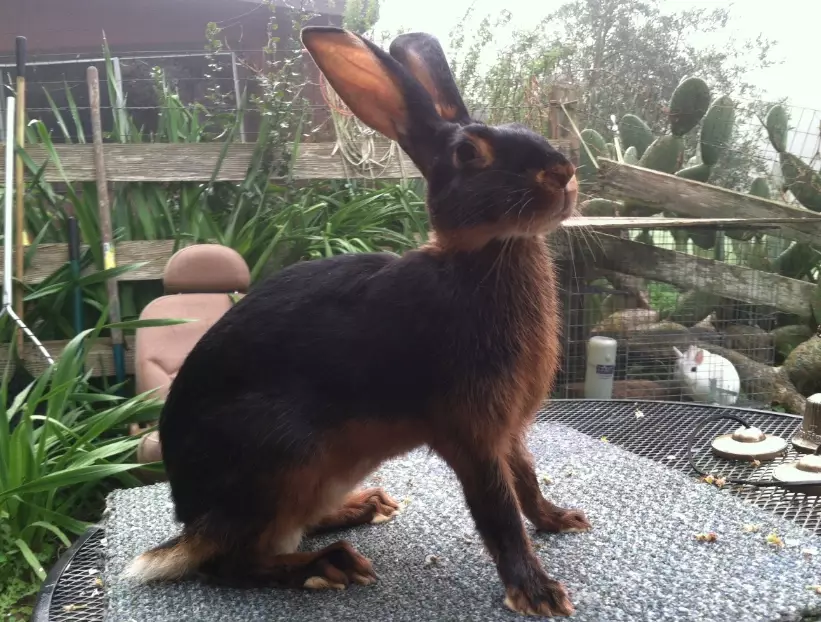 belgian hare rabbit belgian hare rabbit