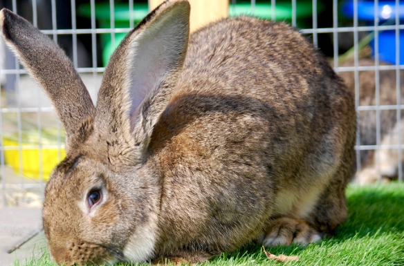 Flemish giant rabbit problems