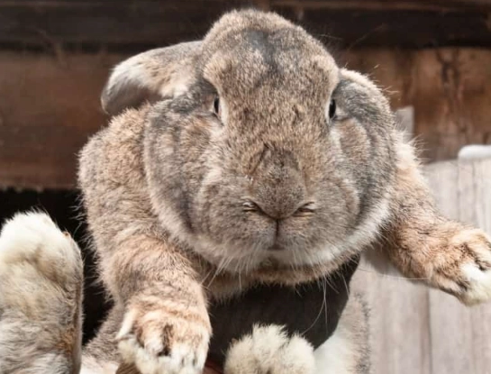 Flemish giant care Flemish giant care