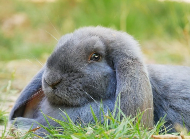 french lop care