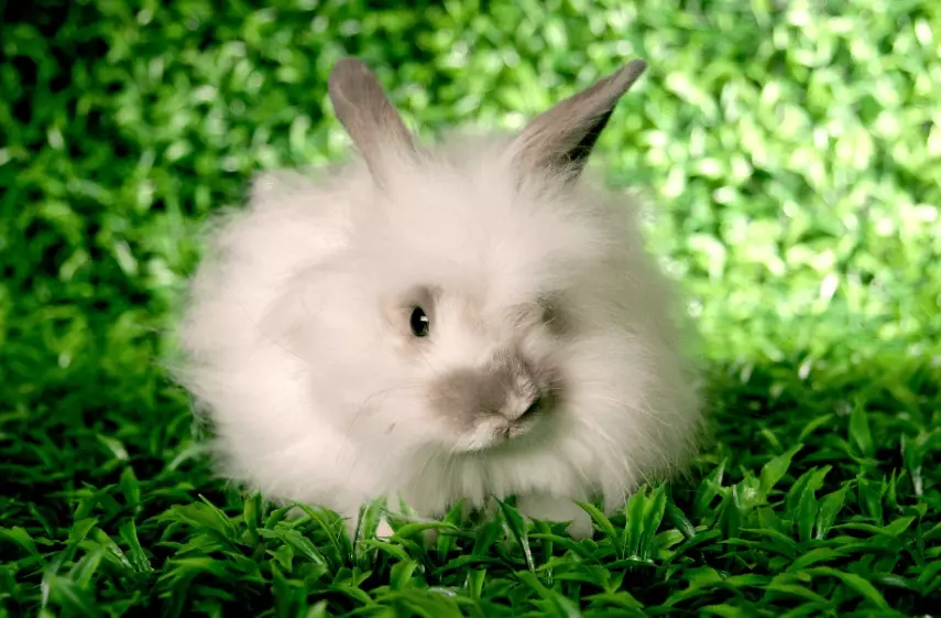 angora rabbit care angora rabbit care