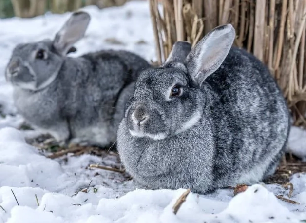 chinchilla size guide chinchilla size guide