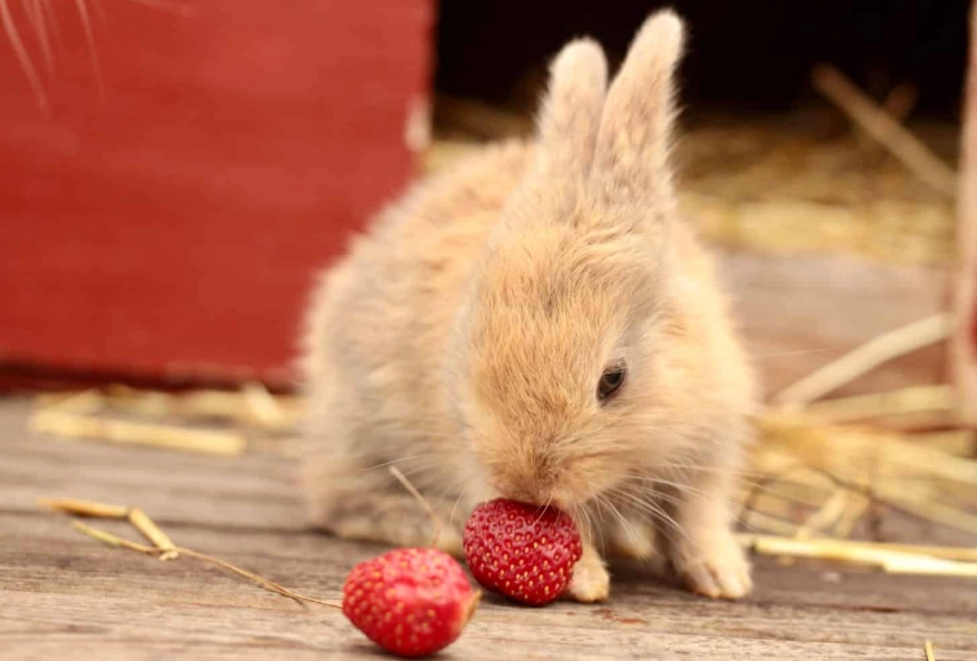 how to feed strawberries to rabbits