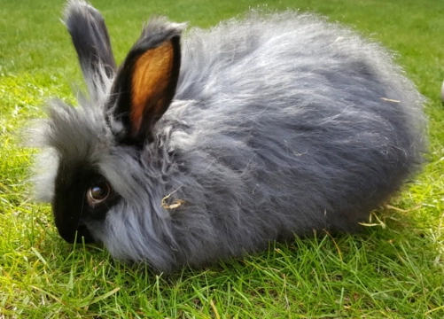 english angora rabbit for sale