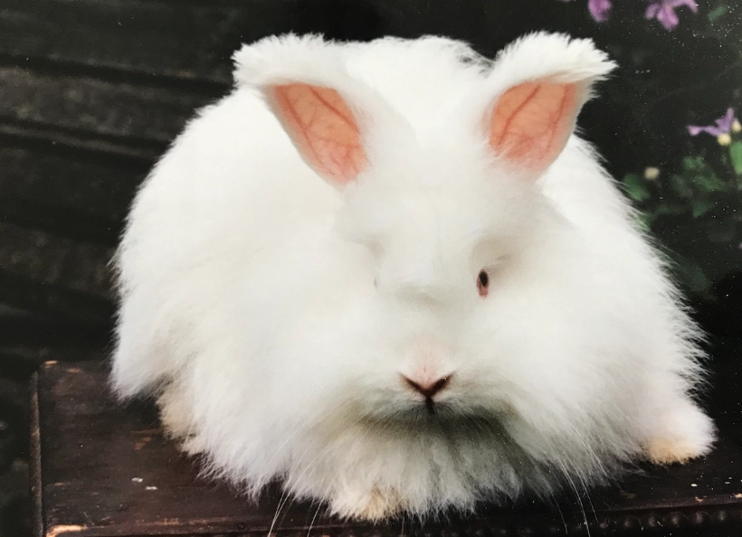 angora rabbit wool harvesting