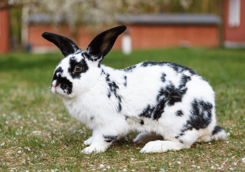 checkered giant rabbit care