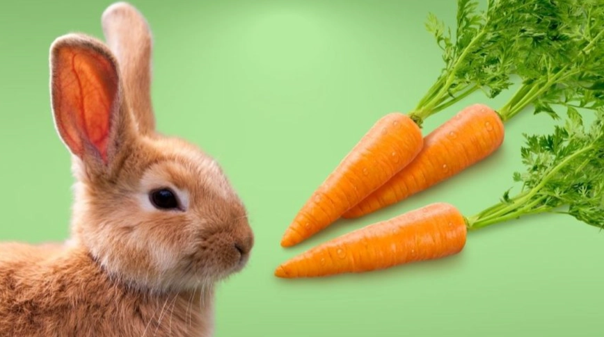 rabbit diet rabbit diet