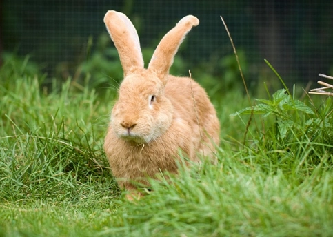 rabbit lifespan factors rabbit lifespan factors