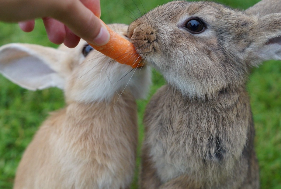 safe vegetables for rabbits safe vegetables for rabbits