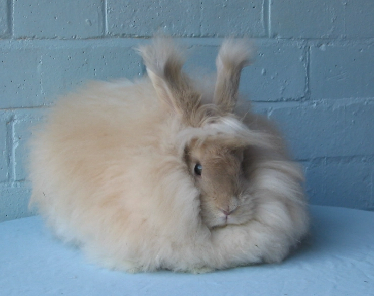 angora rabbit care angora rabbit care