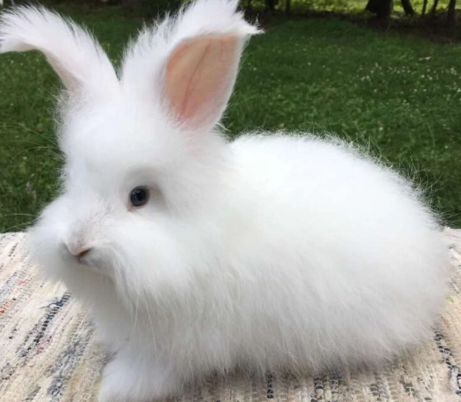 english angora rabbit for sale