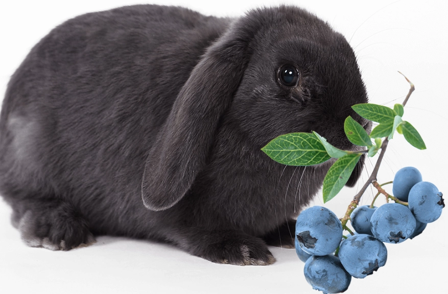 can rabbits eat blueberries