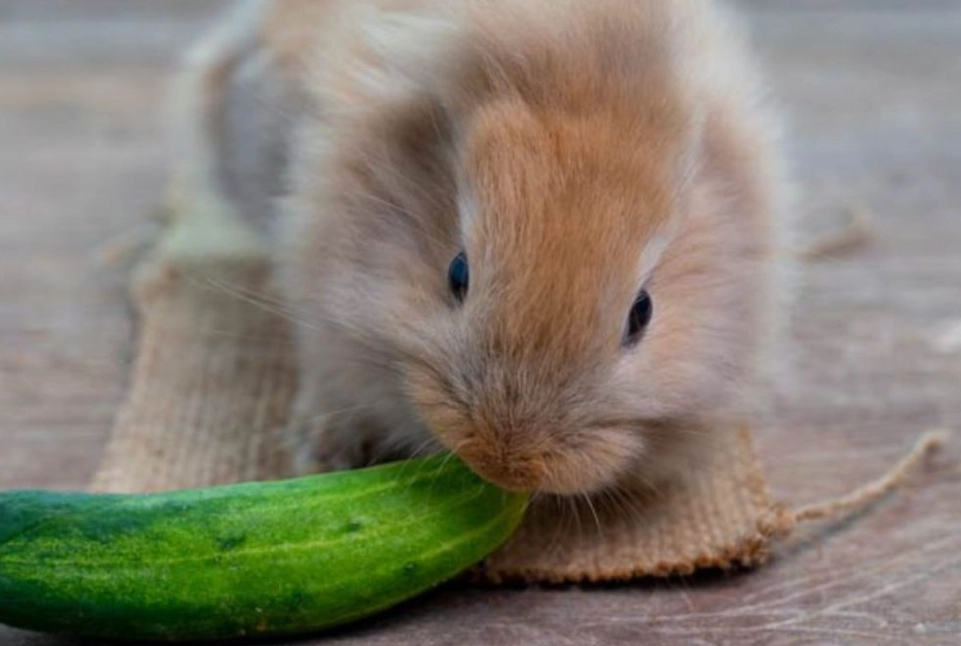 rabbit safe vegetables