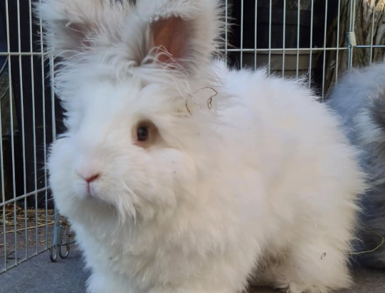 english angora