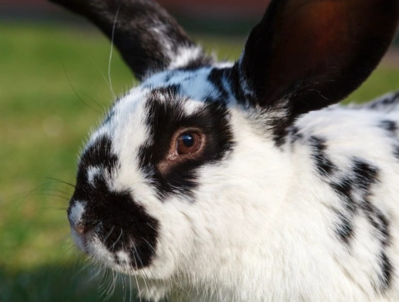 checkered giant rabbit care