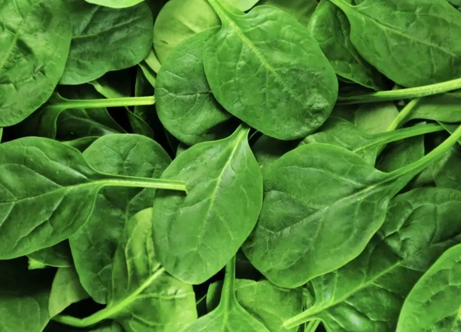 rabbit diet spinach