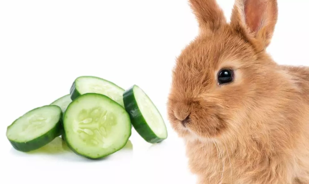feeding cucumbers to rabbits