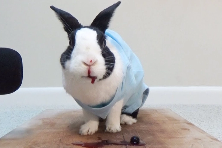 safe fruits for rabbits